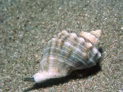Rapana venosa